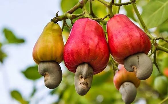 How to Source Cashew Nuts from Nigeria