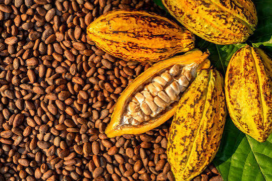How to Source Cocoa Beans from Nigeria